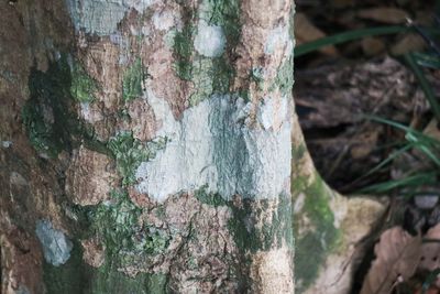 Full frame shot of tree trunk