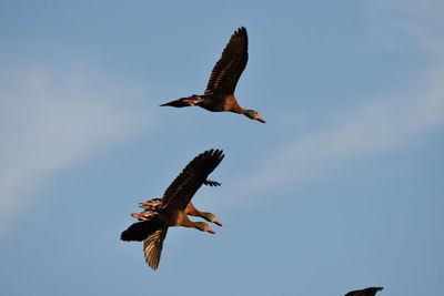 Low angle view of eagle flying against clear sky