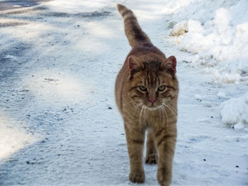 Portrait of cat