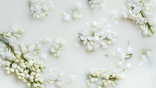 High angle view of white flowering plants