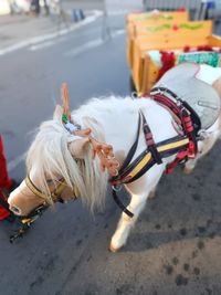 domestic animals