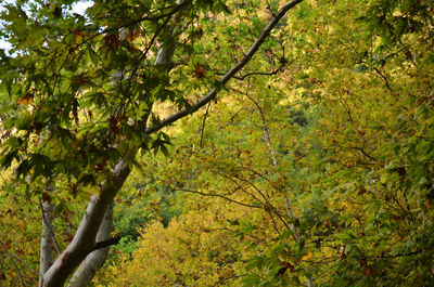 Trees in forest