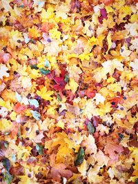 Full frame shot of yellow autumn leaves