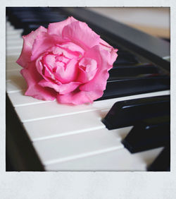 Close-up of pink flowers