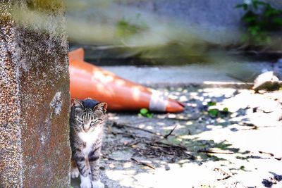 Portrait of a cat on field