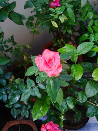 Close-up of pink rose blooming outdoors