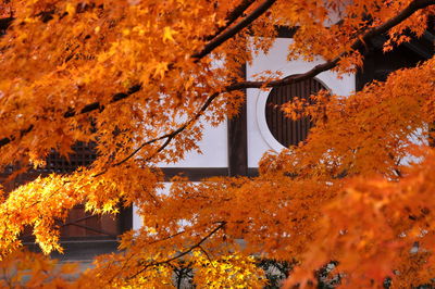 Low angle view of maple tree against sky