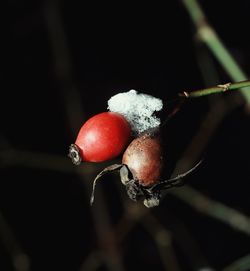 Close-up of strawberry