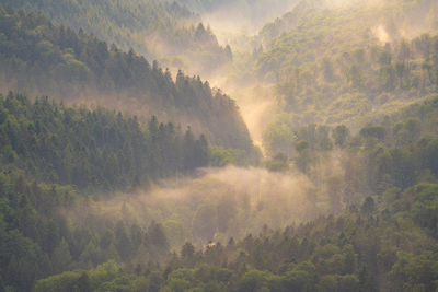 The waldprecht valley in the northern black forest after a summer shower