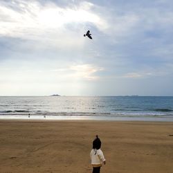 View of birds on beach