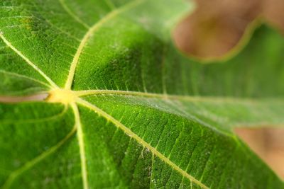 Macro shot of green leaf