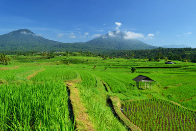 Scenic view of agricultural field against sky. jatiluwih rice terrace, tabanan, bali, indonesia