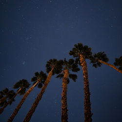 Palm trees against a starry night sky.