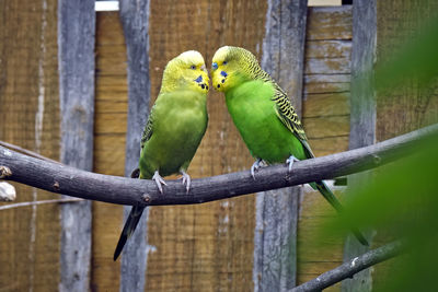 Close-up of parrot perching on wood