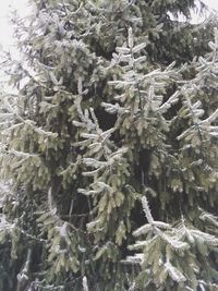Full frame shot of snow covered trees
