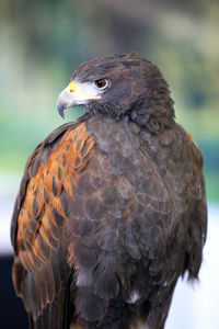 Close-up of eagle