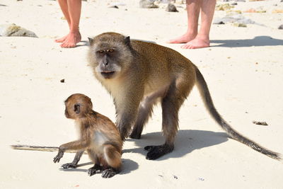 Close-up of hand holding monkey on sand