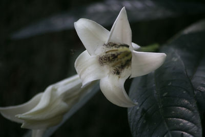 Close-up of white flower blooming outdoors