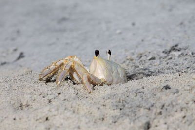 Close-up of crab on sand at beach