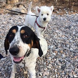 Portrait of dogs on field