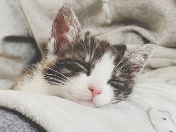 Close-up of cat sleeping on bed