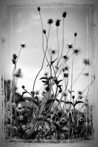 Close-up of flowers growing in field