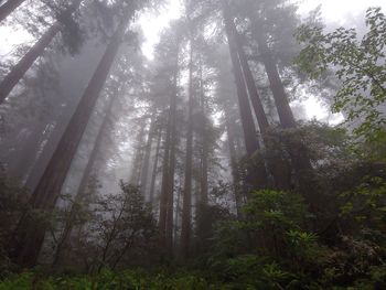 Low angle view of sunlight streaming through trees in forest