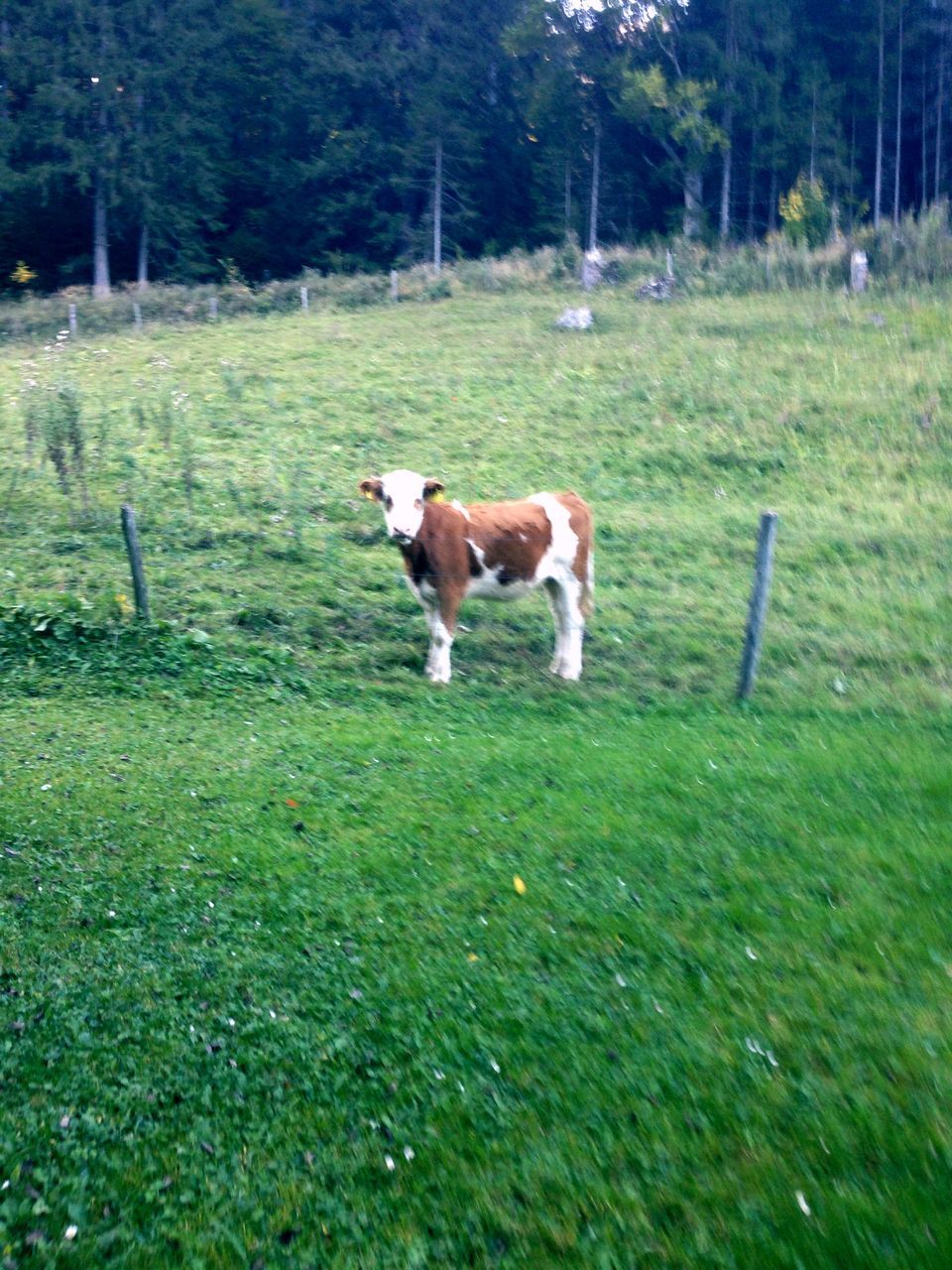 grass, animal themes, domestic animals, mammal, one animal, green color, field, grassy, dog, pets, full length, nature, growth, tree, running, livestock, landscape, fence, day, grassland