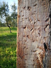 Close-up of tree trunk