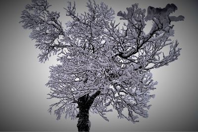 Low angle view of tree