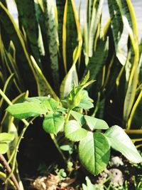 leaf