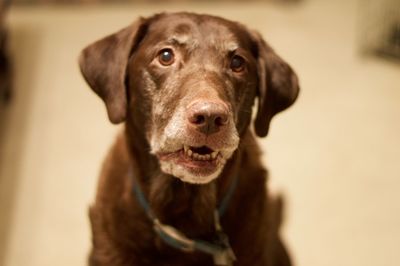 Close-up portrait of dog