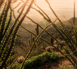 High angle view ocotillo cactus plants growing on field with saguaro cactus 