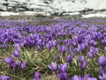 Close-up of purple crocus flowers on field