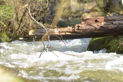 Close-up of tree against water