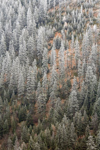 High angle view of lush foliage