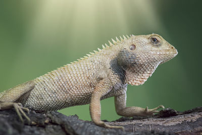 Close-up of lizard on tree