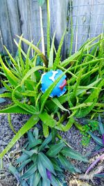 High angle view of butterfly on plants