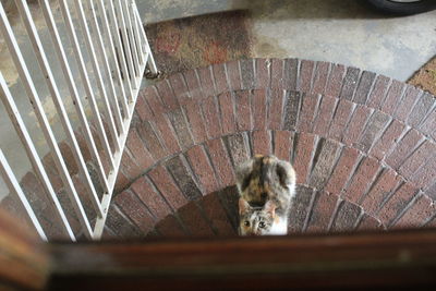 High angle portrait of a cat