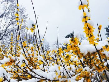 Yellow flower tree in winter