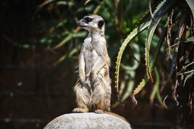 Close-up of meerkat