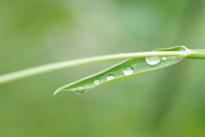 Close-up of wet leaf