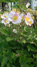 Close-up of white flowering plant