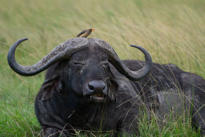 African buffalo laying in field with bird on its head