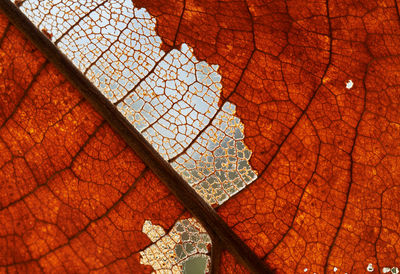 Low angle view of bare tree on roof
