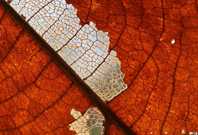 Low angle view of decay leaf