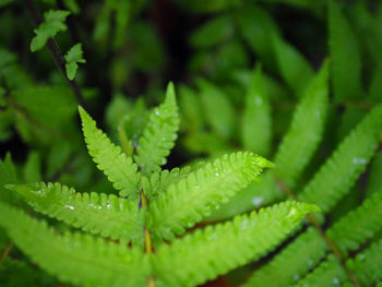 Close-up of fresh green leaf