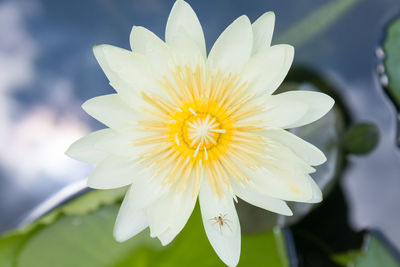 Close-up of white flower