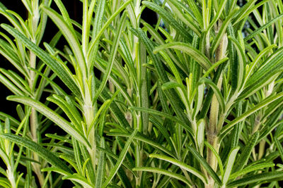 Full frame shot of crops growing on field