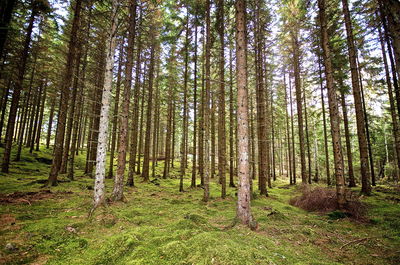 Trees in forest